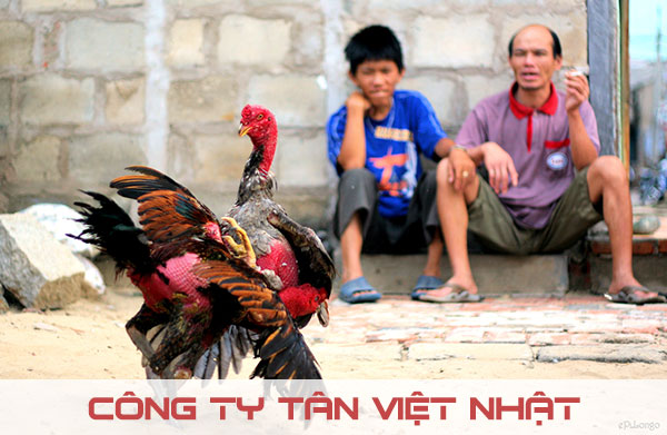 Môn chọi gà là một môn chơi truyền thống của Việt Nam